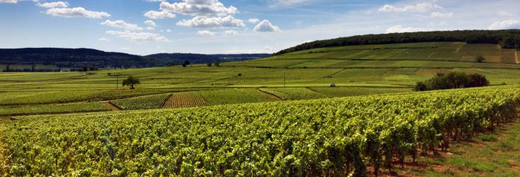 Okhuysen op reis: Beaune, bon, joli