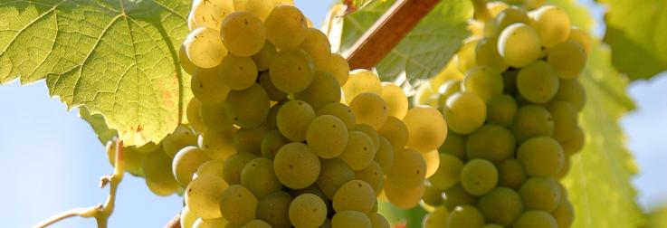 De vele gezichten van Chenin