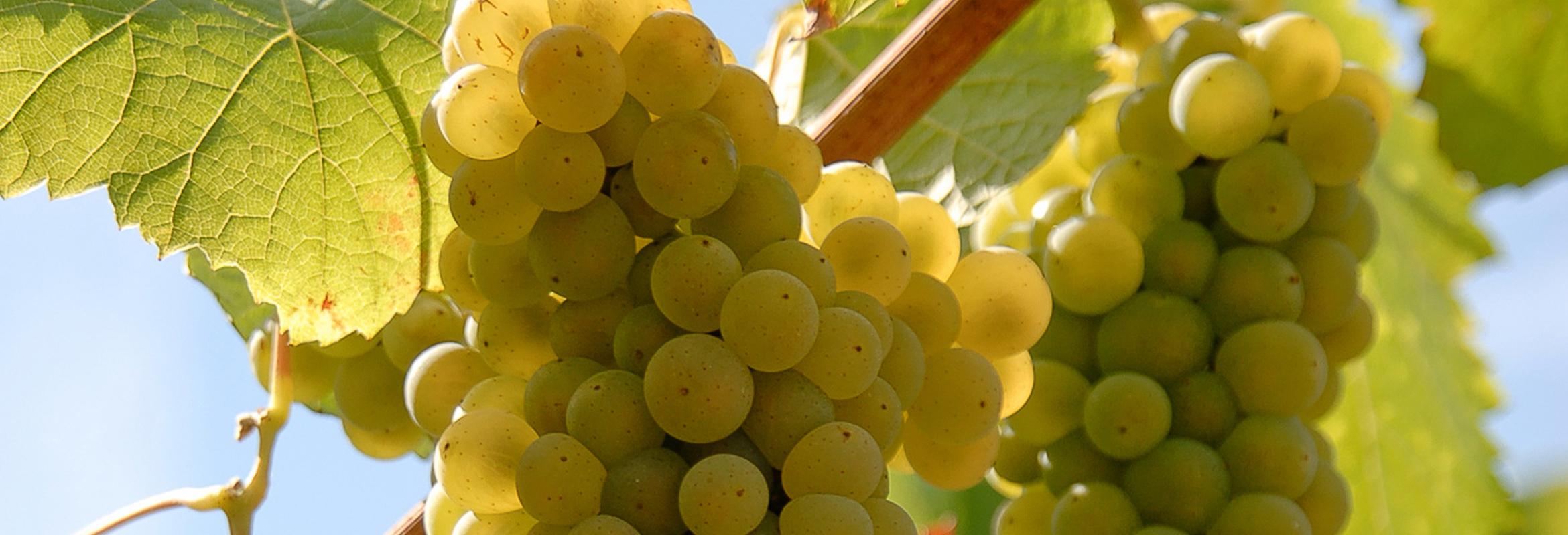 De vele gezichten van Chenin