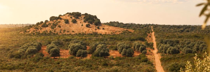 Zoekt en gij zult vinden: Grootse terroirwijnen uit Puglia