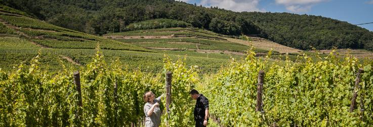 Absoluut betoverende Elzas-wijnen!