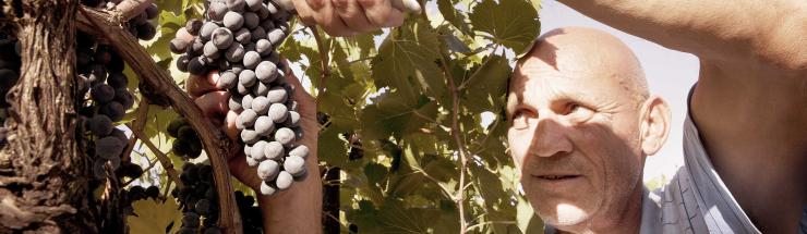 Voorverkoop Italië: Avignonesi uit Toscane