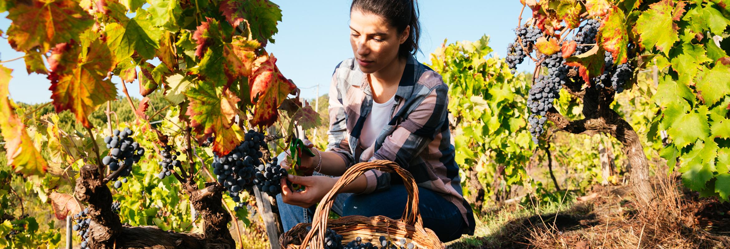 Santa Maria La Nave: Heroïsche wijnbouw op de Etna