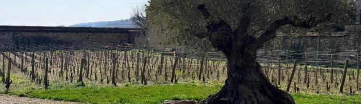 Ballot Millot: onze nieuwste aanwinst