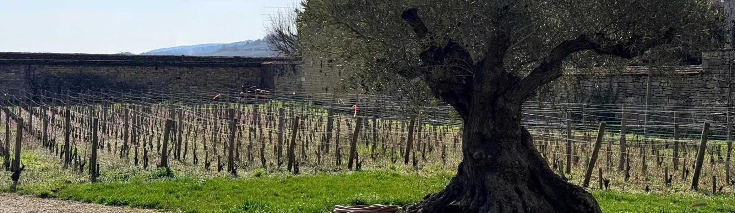 Ballot Millot: onze nieuwste aanwinst