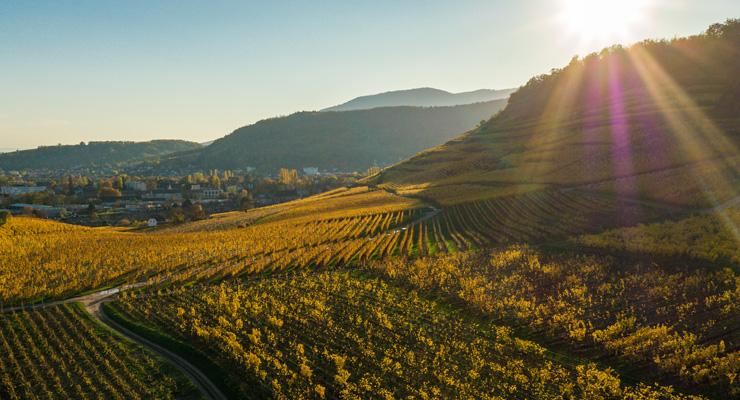 Voorverkoop Elzas wijnen van Dirler-Cadé