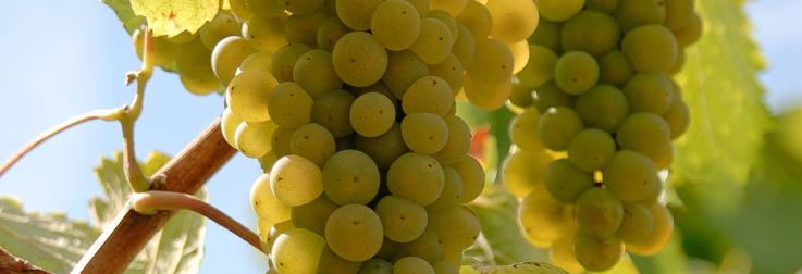 Dé zomereditie van Vinée Vineuse: alles over chenin!
