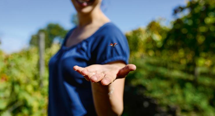 Voorverkoop Italië: het meest (bio) diverse wijnland van Europa