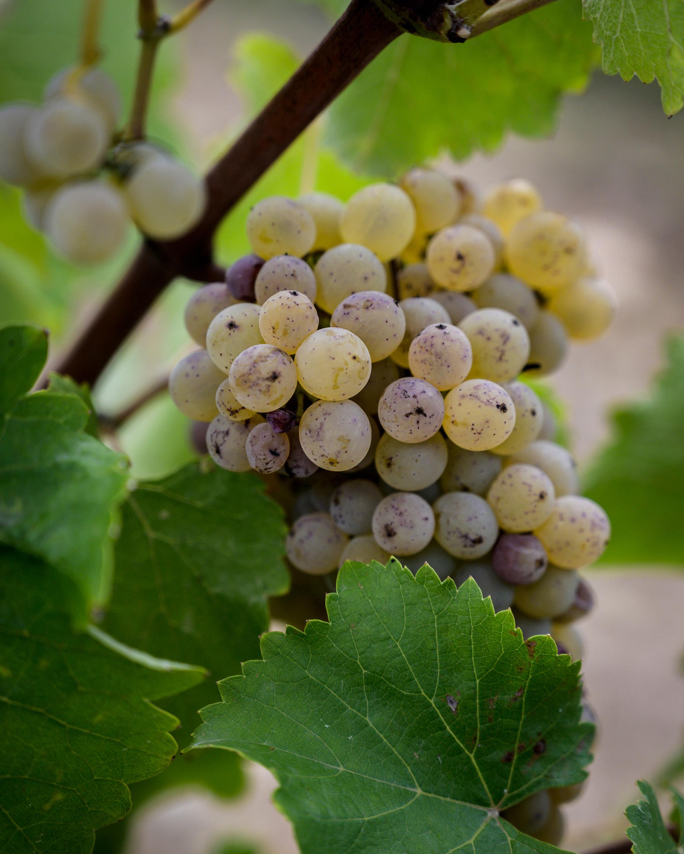 Thierry Germain van Domaine Roches Neuves, chenin in volle bloei en de wijngaard Le Hu-Bayau (Epiré) met uitzicht op de Loire