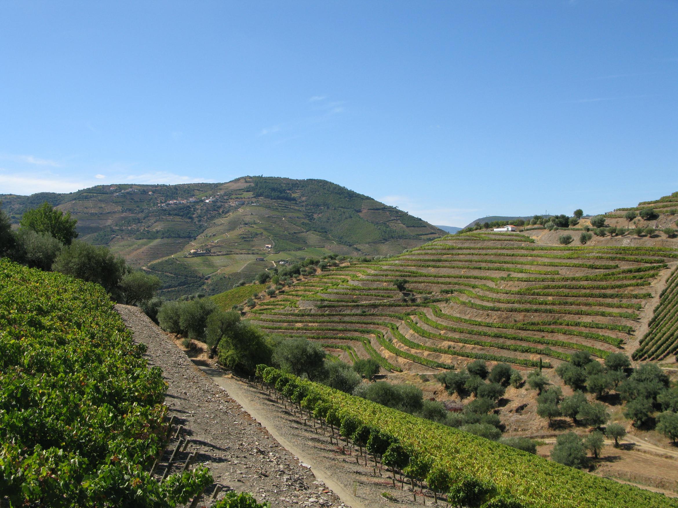 1. In de traditionele lagares worden de druiven nog ‘met de voeten getreden’ 2. Alle wijngaarden van de Quinta zijn ‘klasse A’. Deze classificatie is de hoogste die door het officiële ‘Instituto do Vinho do Porto’ aan een wijngaard gegeven kan worden.