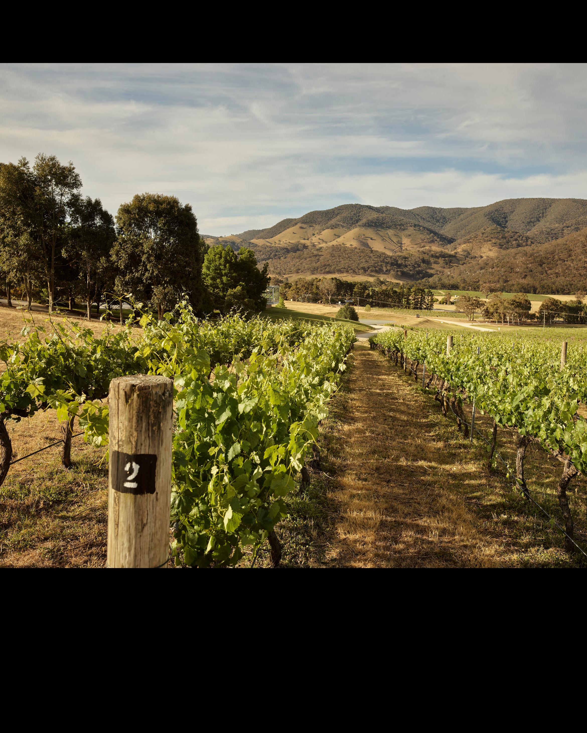 1. Peter op bezoek bij onze winkel in de Gierstraat | 2. De uitgestrekte wijngaarden in South New Wales | 3. Een bezoek trakteert de bezoeker op een fantastisch uitzicht over de wijngaarden