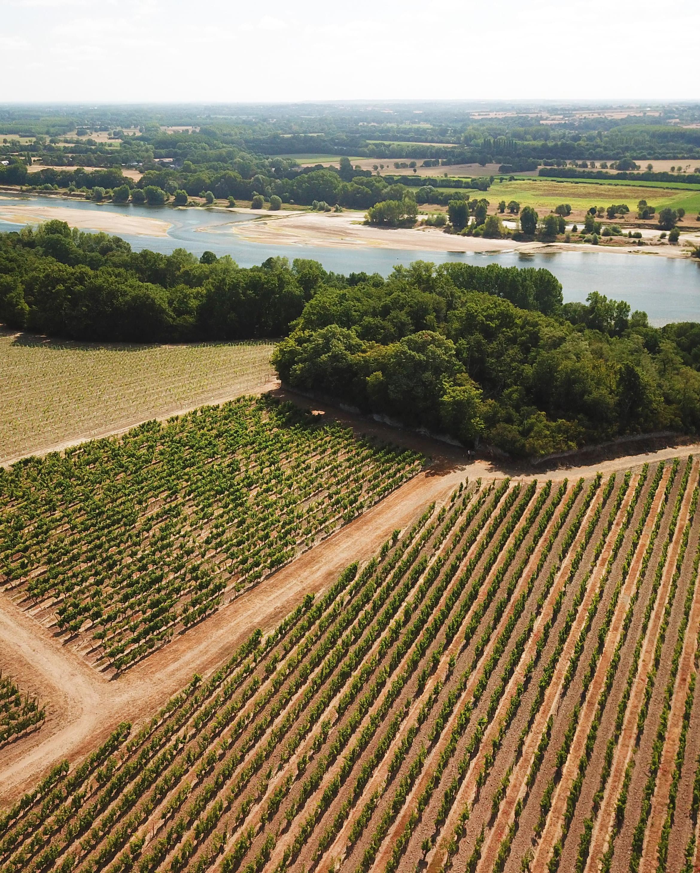 Thierry Germain van Domaine Roches Neuves, chenin in volle bloei en de wijngaard Le Hu-Bayau (Epiré) met uitzicht op de Loire