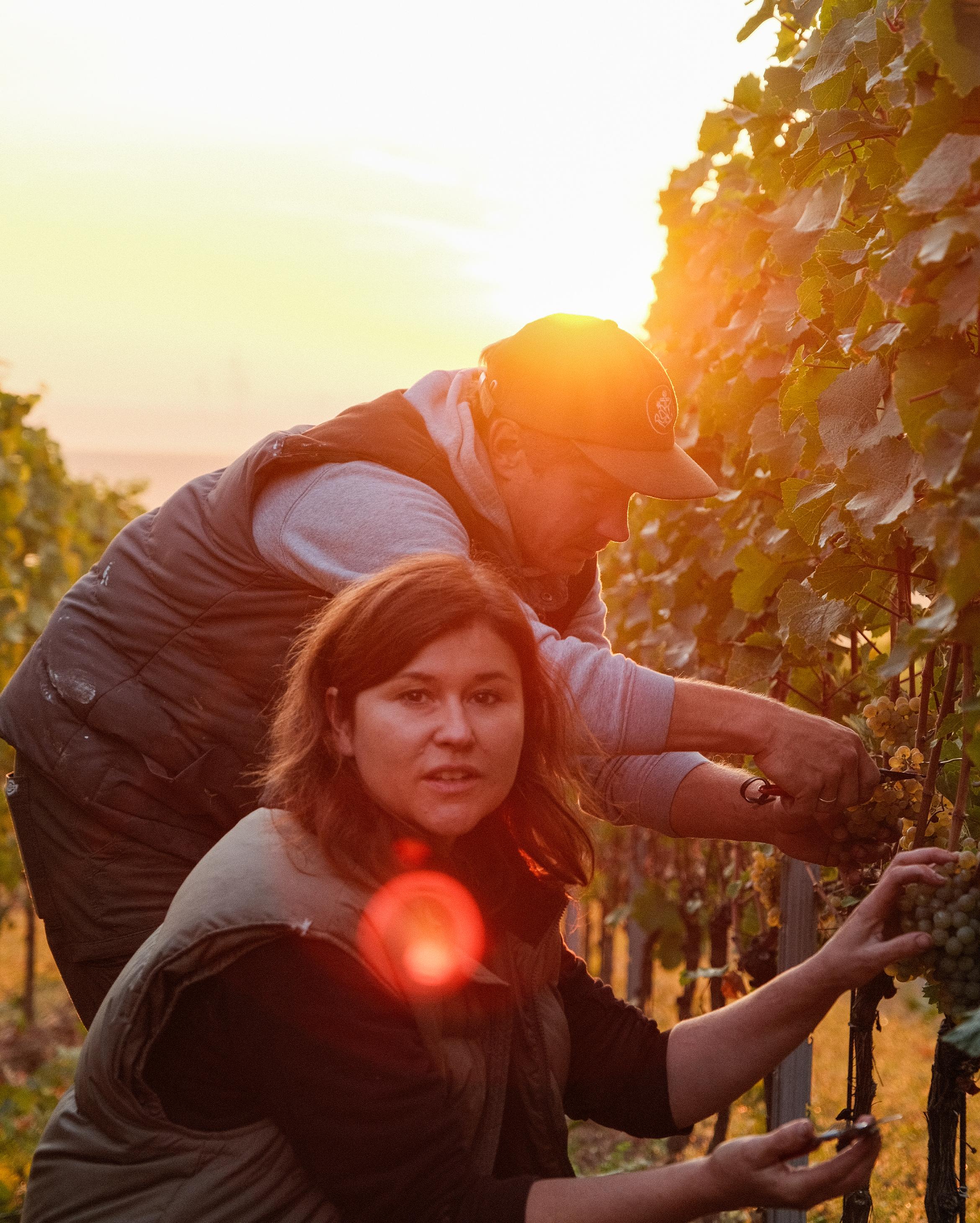 1. Rheinhessen | 2. Katharina heeft inmiddels ook wat pinot noir en blaufränkisch aangeplant staan | 3. Zelfs in de wat drogere jaren doen deze blauwe druiven het goed in Westhofen.