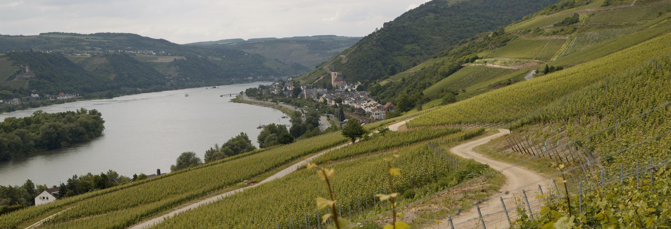 2025 Rheingau & Pfalz: Energy, Ripeness, Brilliance and Speed
