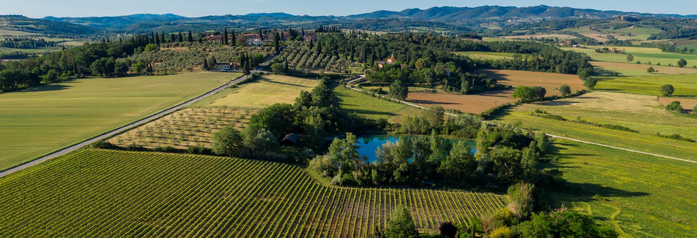 Chianti Classico: Looking Up