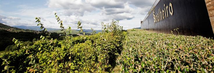 Soalheiro in Wine Enthusiast: How Have We Lived So Long Without Portuguese Bubbles?