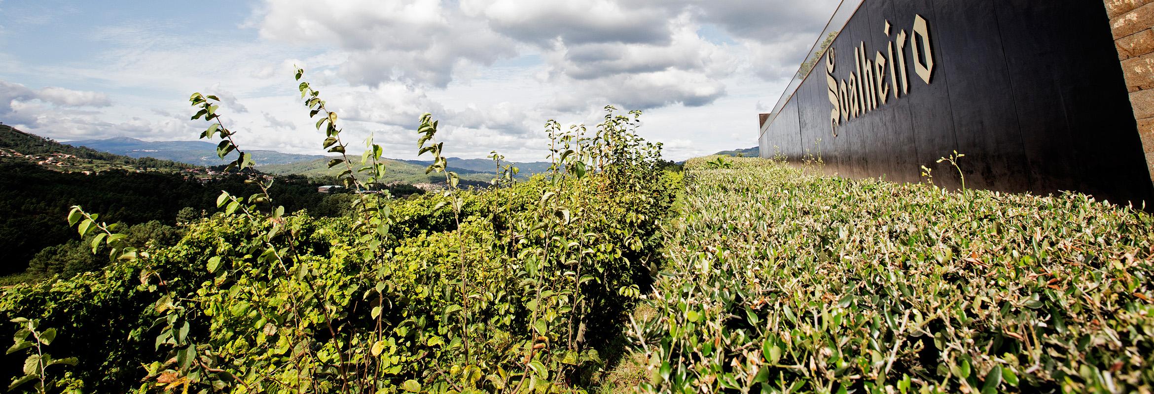 Soalheiro in Wine Enthusiast: How Have We Lived So Long Without Portuguese Bubbles?