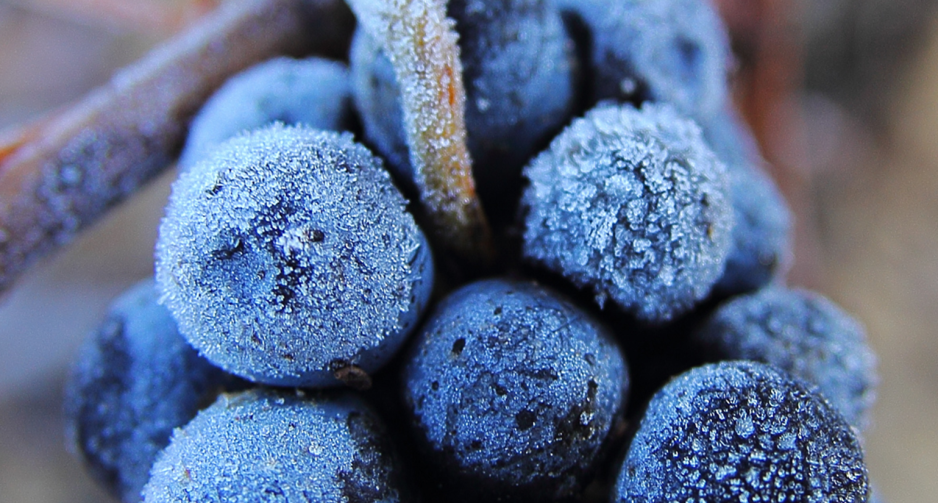 Proeverij: Vreemde druiven